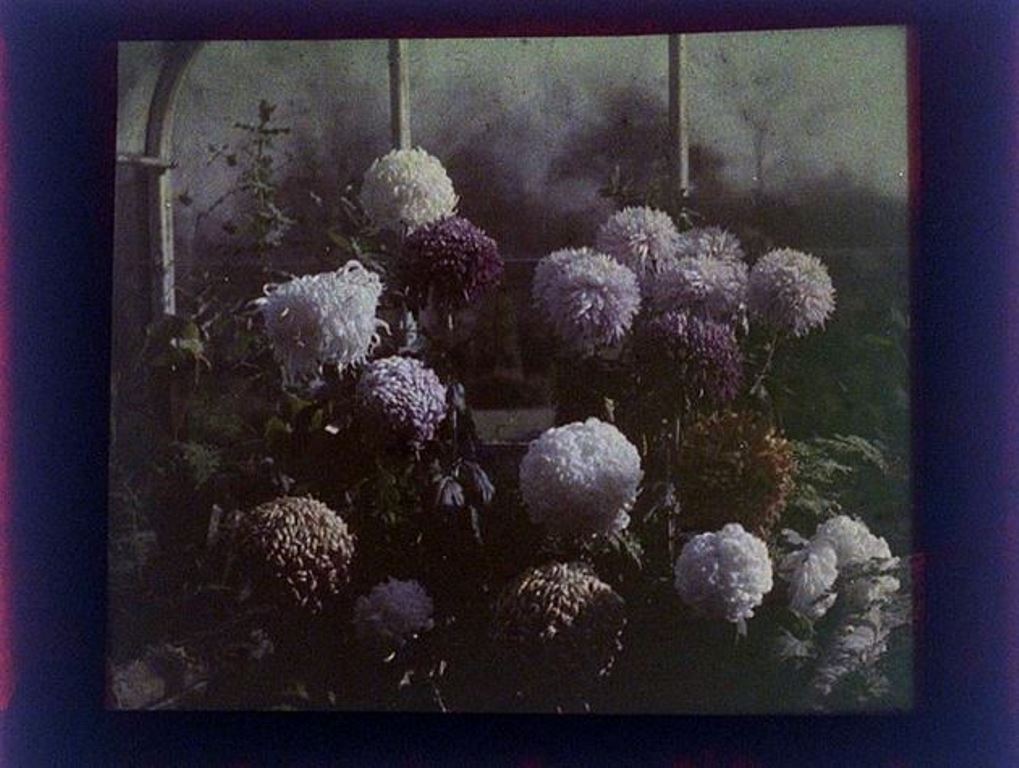 charles-c-zoller-flowers-1907-1932-autochrome-via-eastmanuseum
